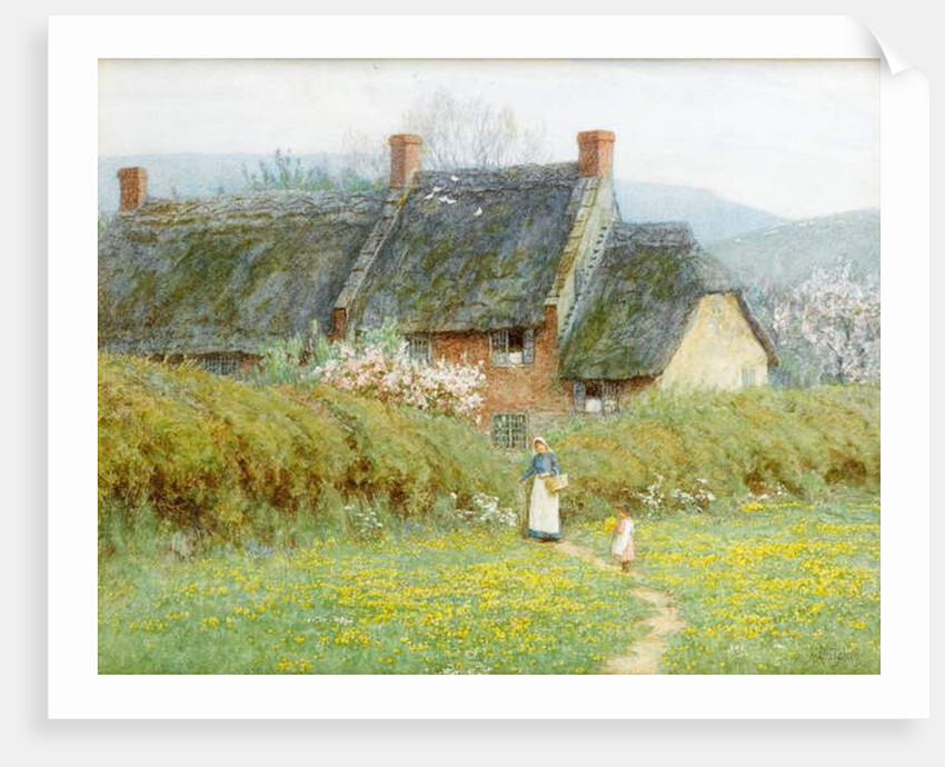 Buttercups, Near Bridport, Dorset by Helen Allingham