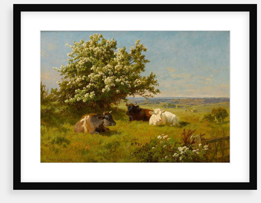 Cows in a Meadow, 1899 by Charles Collins