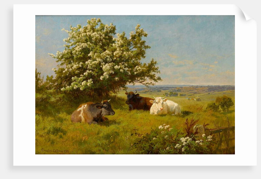 Cows in a Meadow, 1899 by Charles Collins