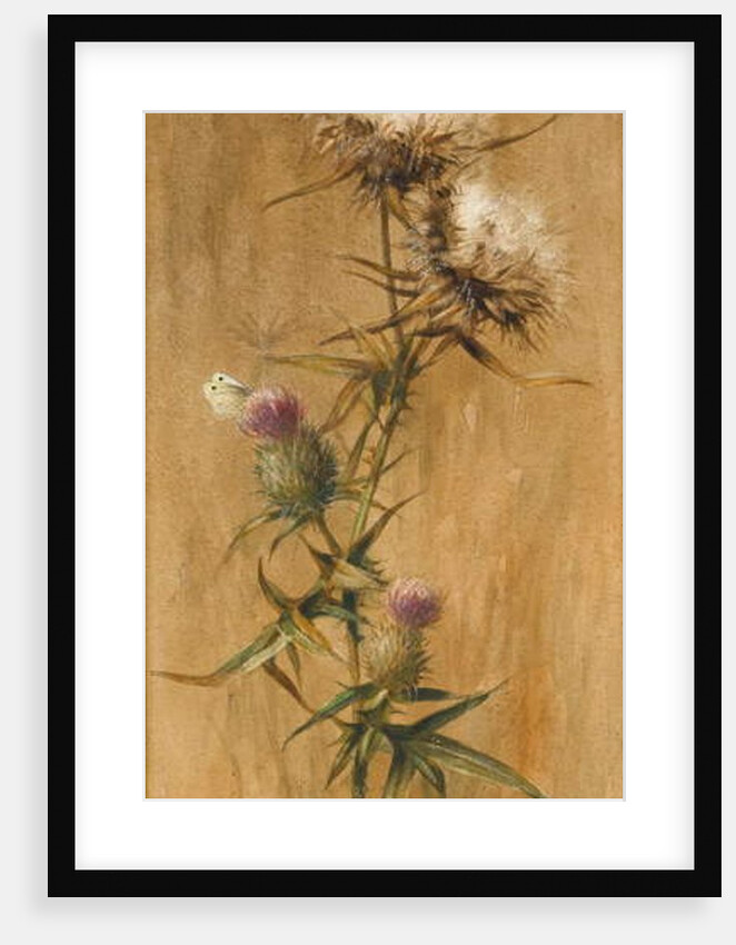 Butterfly on Thistle Heads by Edwin John Alexander