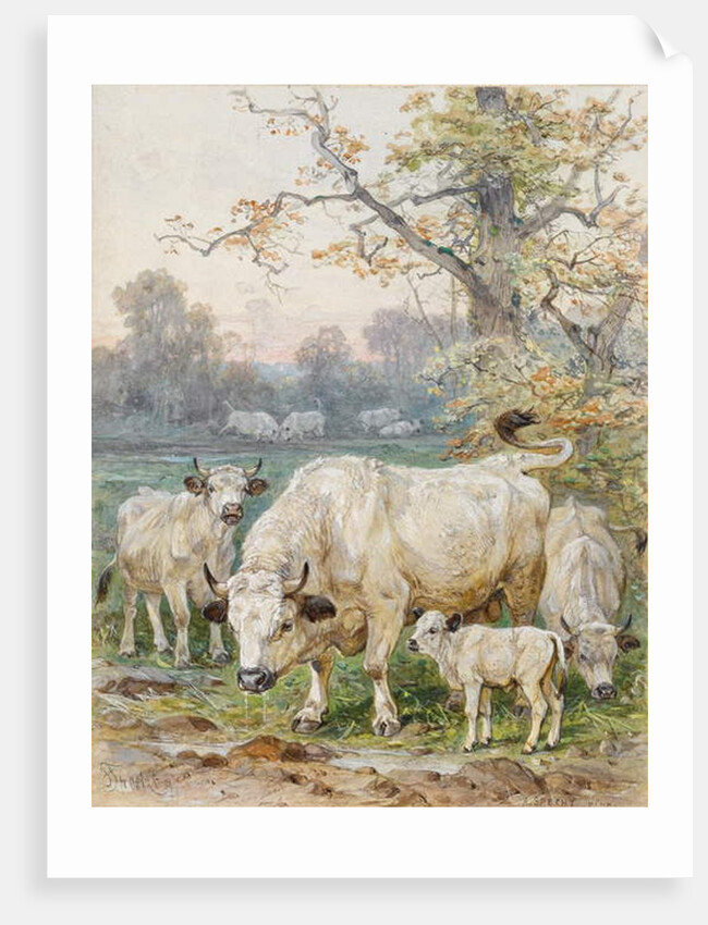Park Cattle by August Specht