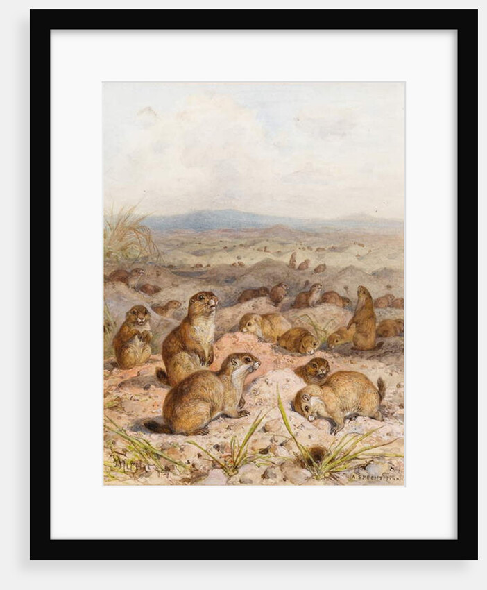 Marmots at their Burrows by August Specht