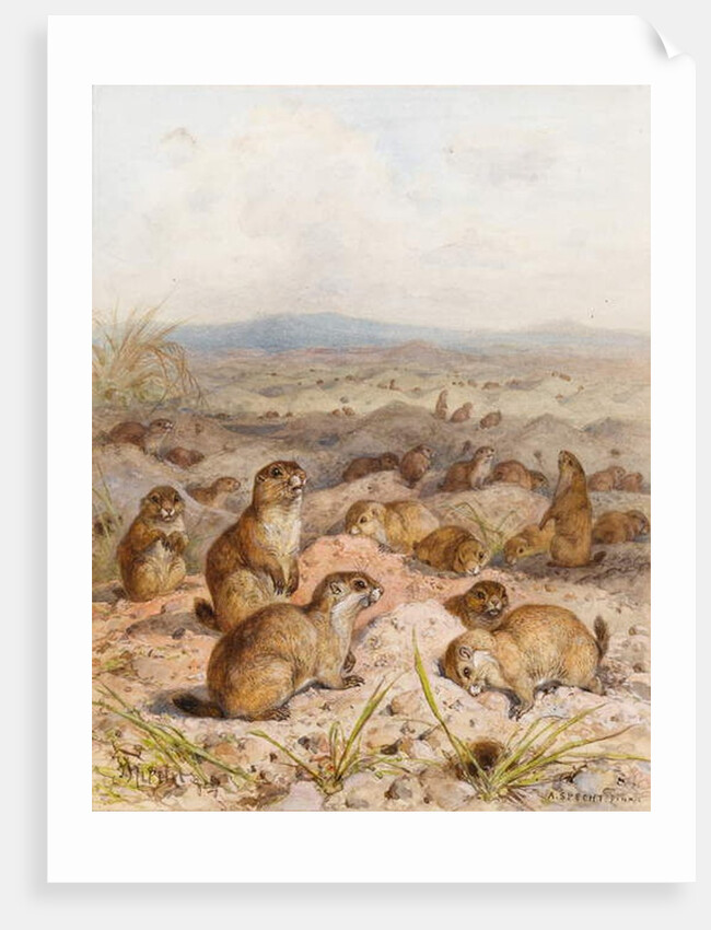Marmots at their Burrows by August Specht