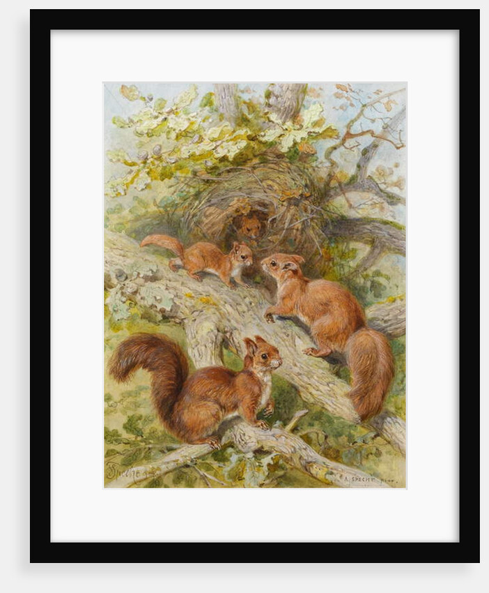 Red Squirrels by August Specht