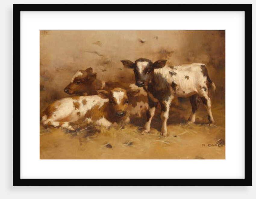 Three Calves in a Barn by David Gauld