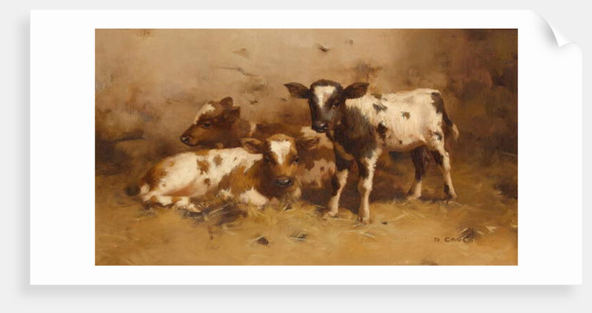 Three Calves in a Barn by David Gauld