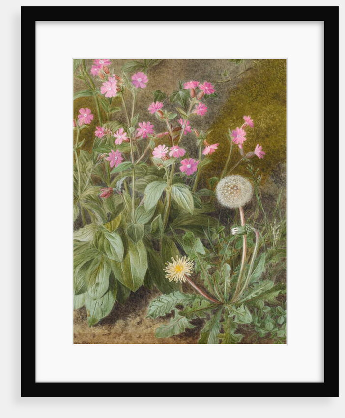 Rose Campions and Dandelion, 1875 by Marion Chase