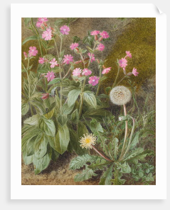 Rose Campions and Dandelion, 1875 by Marion Chase