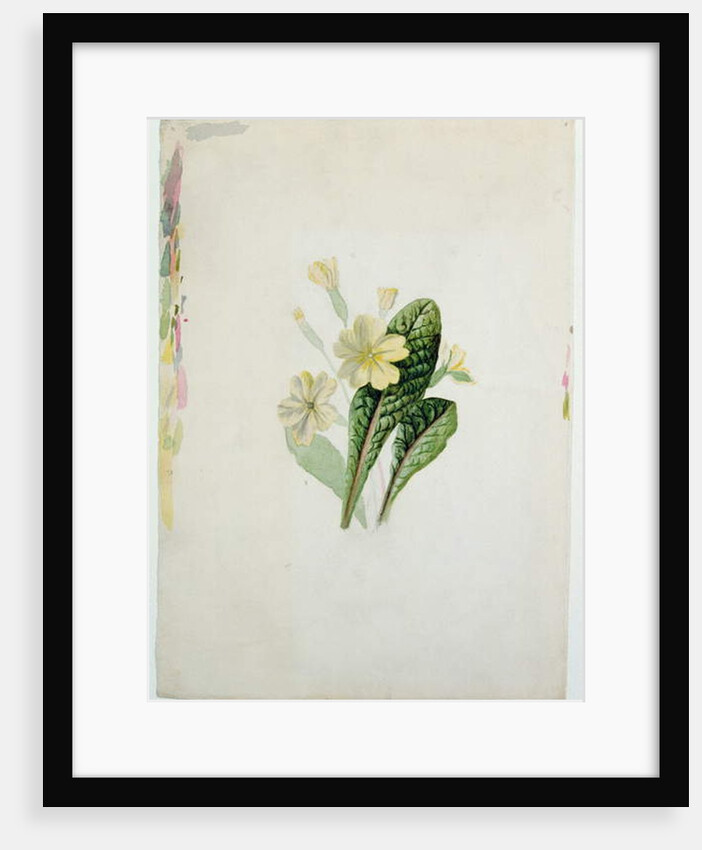 Study of a primrose, c.1830 by Charlotte Bronte