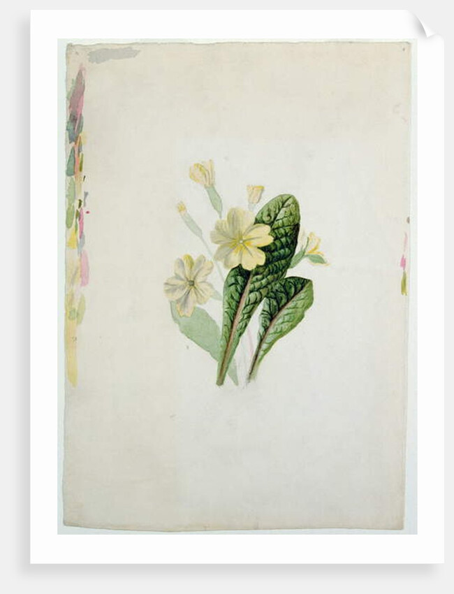 Study of a primrose, c.1830 by Charlotte Bronte