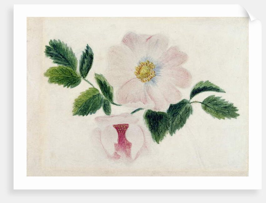 Pink roses by Charlotte Bronte