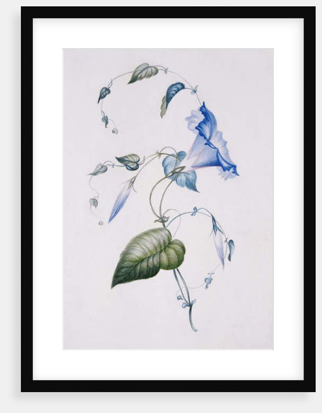 Blue convolvulus, 1832 by Charlotte Bronte