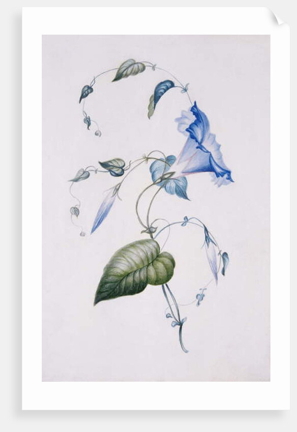 Blue convolvulus, 1832 by Charlotte Bronte