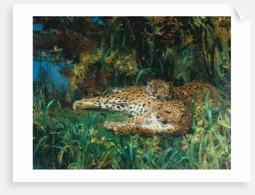 Indian Leopards by John Macallan Swan