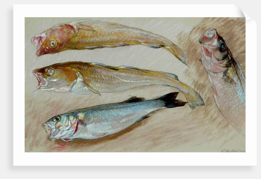 Study of Four Fishes for 'The Mackerel Nets', 1912 by William Shackleton