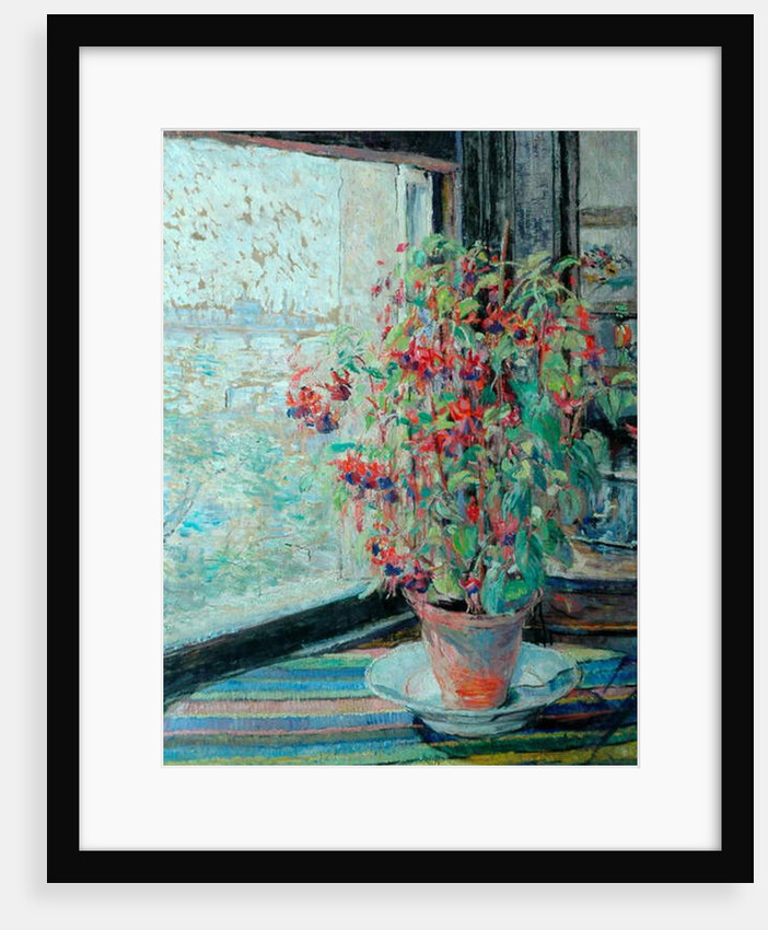 Fuchsias by Louise Pickard