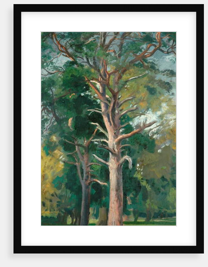 The Scotch Fir by William Bruce Ellis Ranken