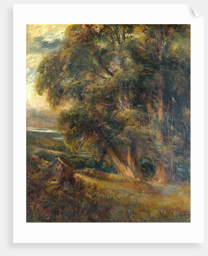 Tree study by Arthur Reginald Smith