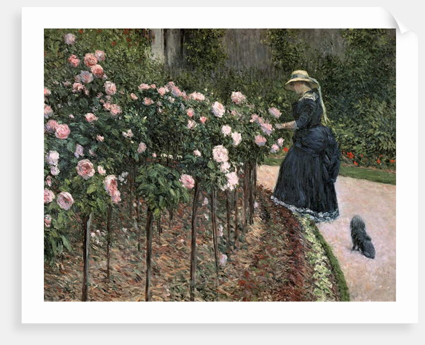 Roses in the Garden at Petit Gennevilliers, 1886 by Gustave Caillebotte