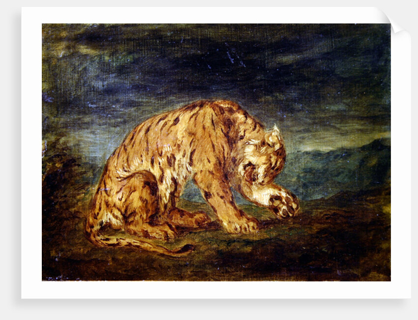 Tiger licking a paw by Ferdinand Victor Eugene Delacroix