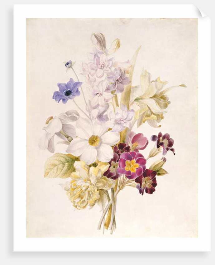 Narcissus and other Flowers, 1840 by French School