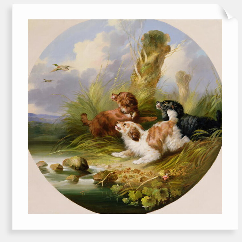 Three Spaniels Flushing Mallard by George Armfield