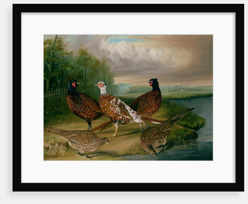 Pheasants by the River Wensum, Norfolk by James Blazeby
