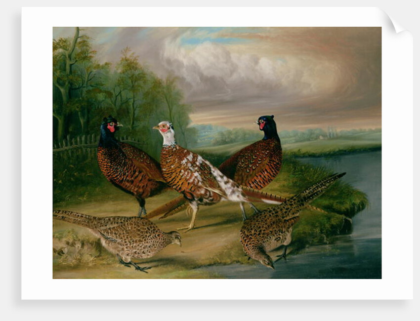 Pheasants by the River Wensum, Norfolk by James Blazeby