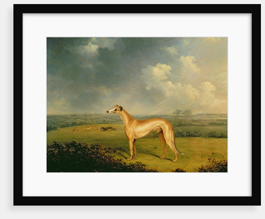 Reverend Henry Bate Dudley's Greyhound 'The Miller', 1799 by Henry Bernard Chalon