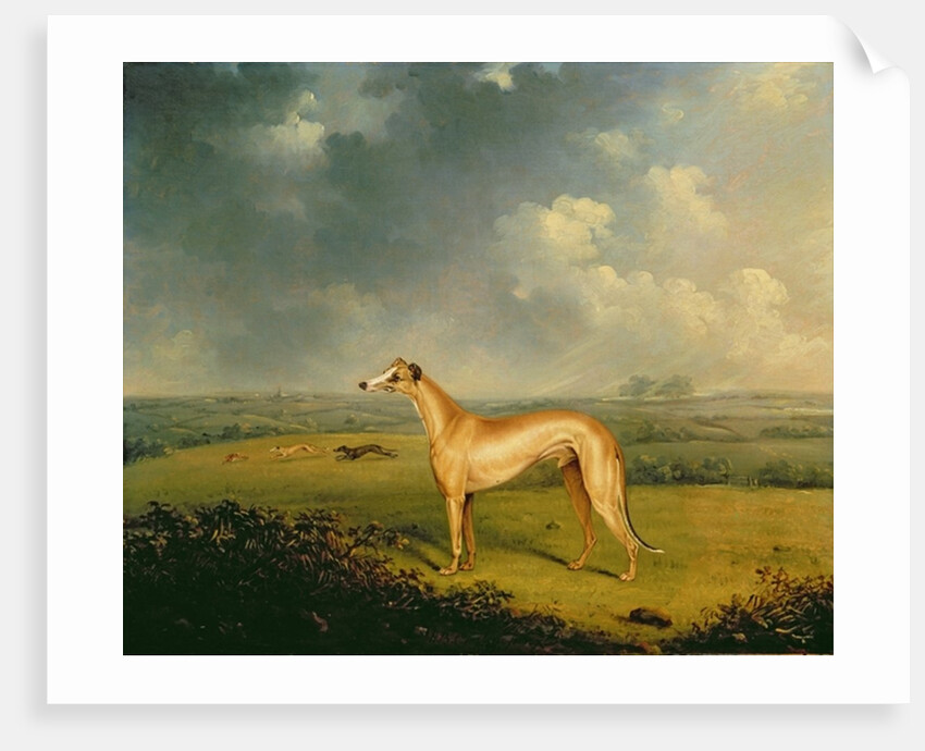 Reverend Henry Bate Dudley's Greyhound 'The Miller', 1799 by Henry Bernard Chalon
