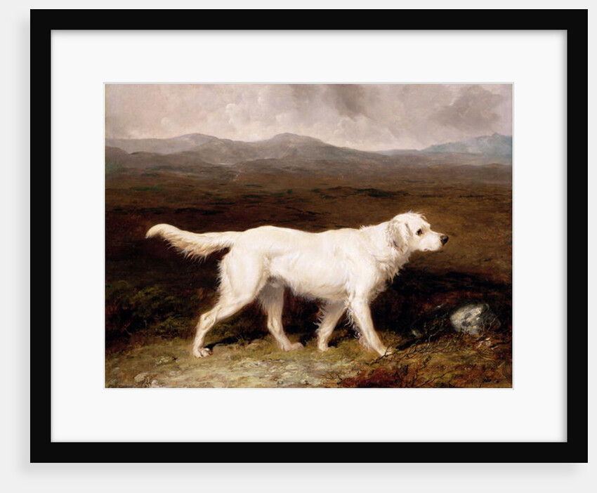 Charles Brett's White English Setter 'Sam' in a Moorland Landscape, 1836 by Abraham Cooper