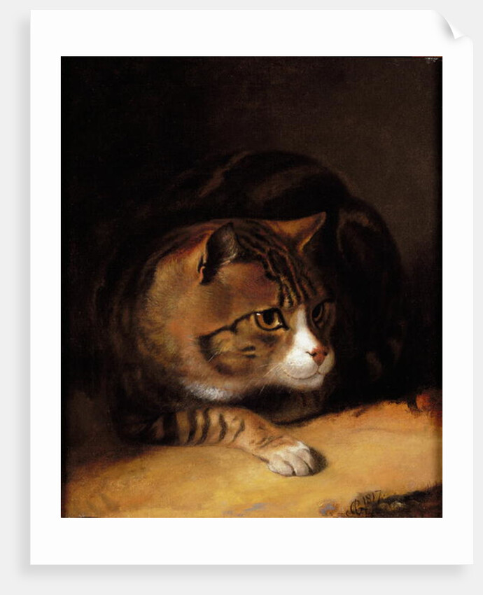 A Tabby Cat, 1817 by Abraham Cooper