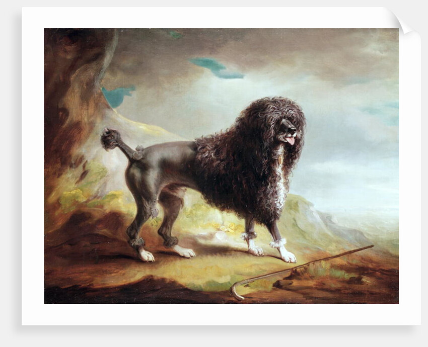 A Clipped Water Spaniel by John E. Ferneley
