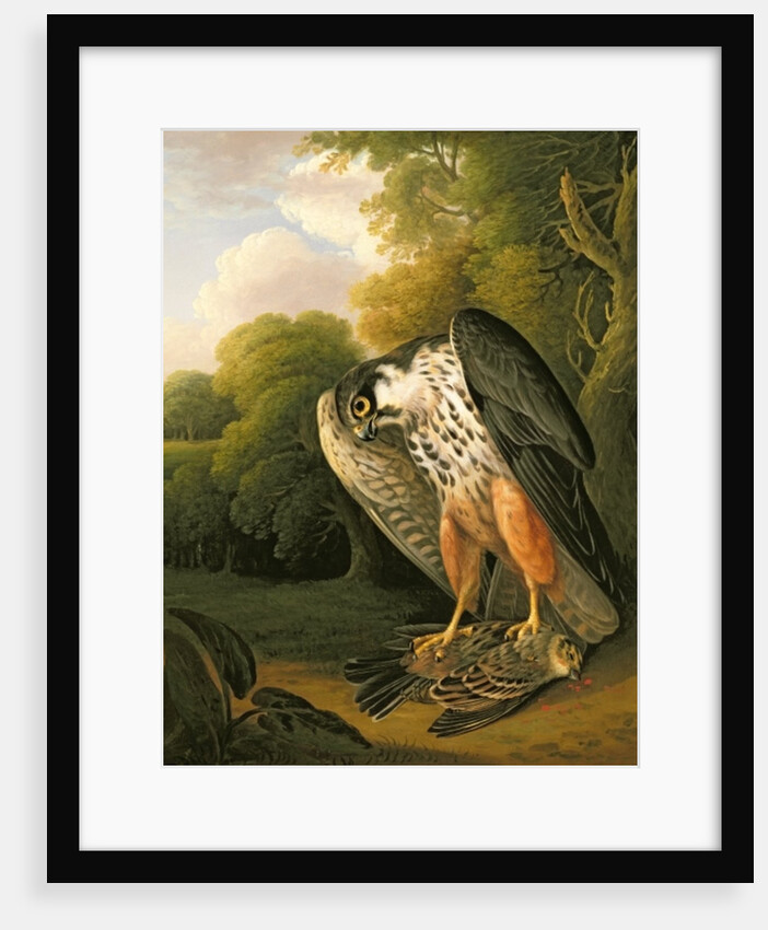 A Hobby Hawk and Prey shot at Buxton, 1812 by Robert Wilkinson Padley