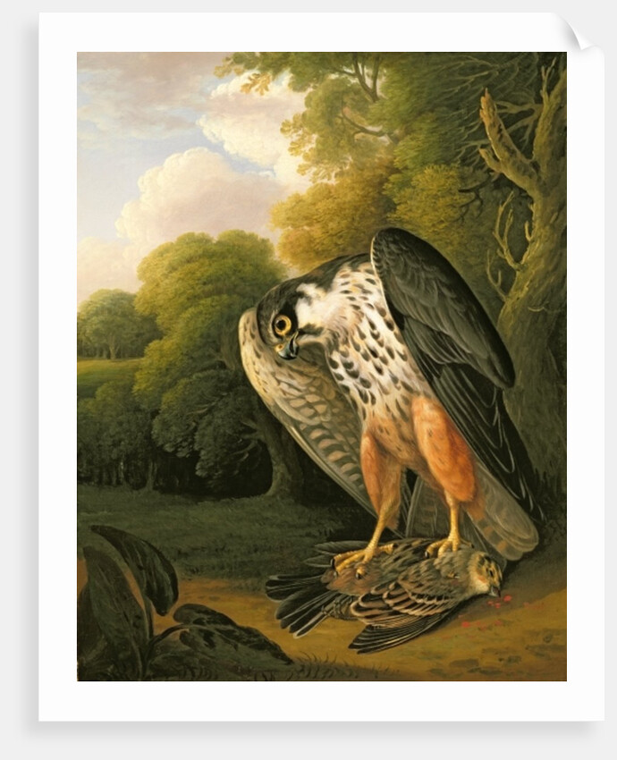 A Hobby Hawk and Prey shot at Buxton, 1812 by Robert Wilkinson Padley