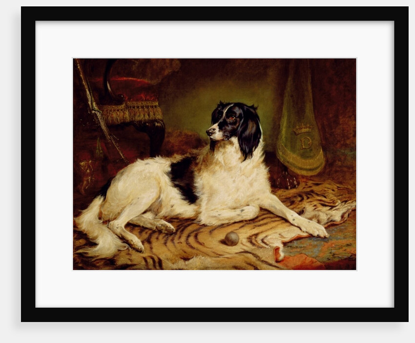 Minna, a favourite dog of James, Marquess of Dalhousie, 1857 by Gourlay Steel