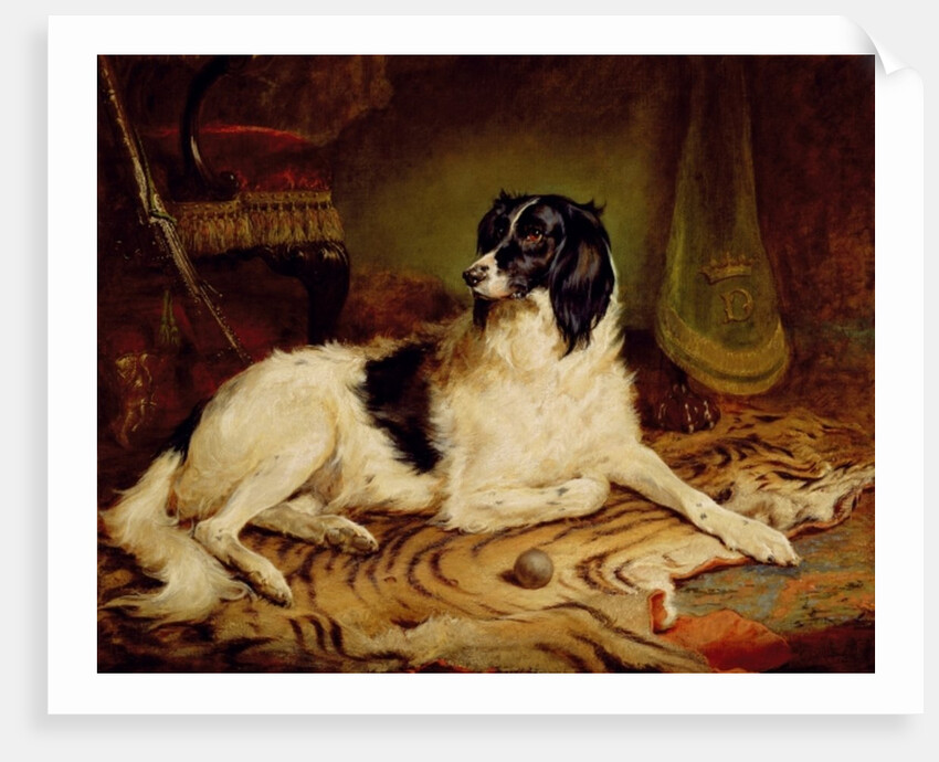 Minna, a favourite dog of James, Marquess of Dalhousie, 1857 by Gourlay Steel
