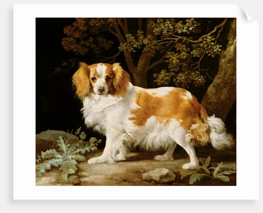 A Liver and White King Charles Spaniel in a Wooded Landscape, 1776 by George Stubbs