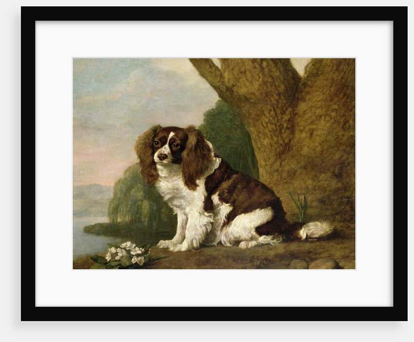 Fanny, a brown and white spaniel, 1778 by George Stubbs
