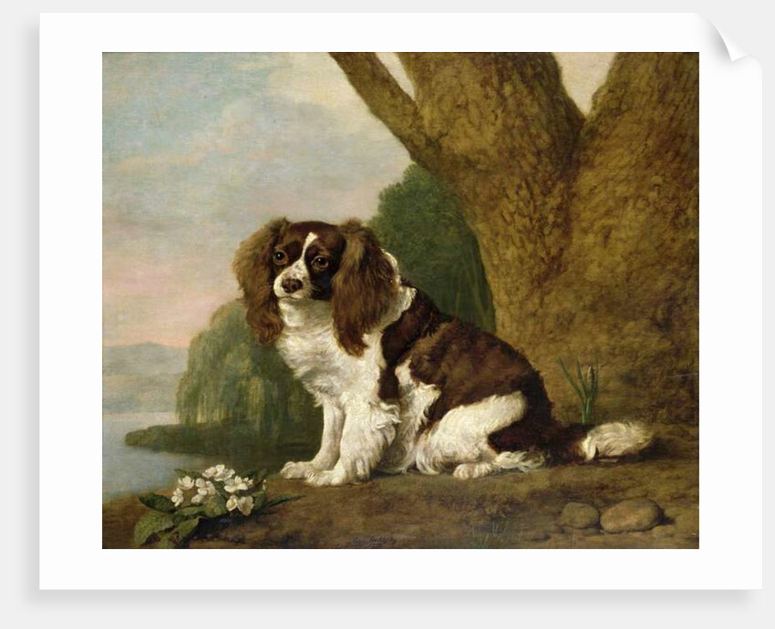 Fanny, a brown and white spaniel, 1778 by George Stubbs