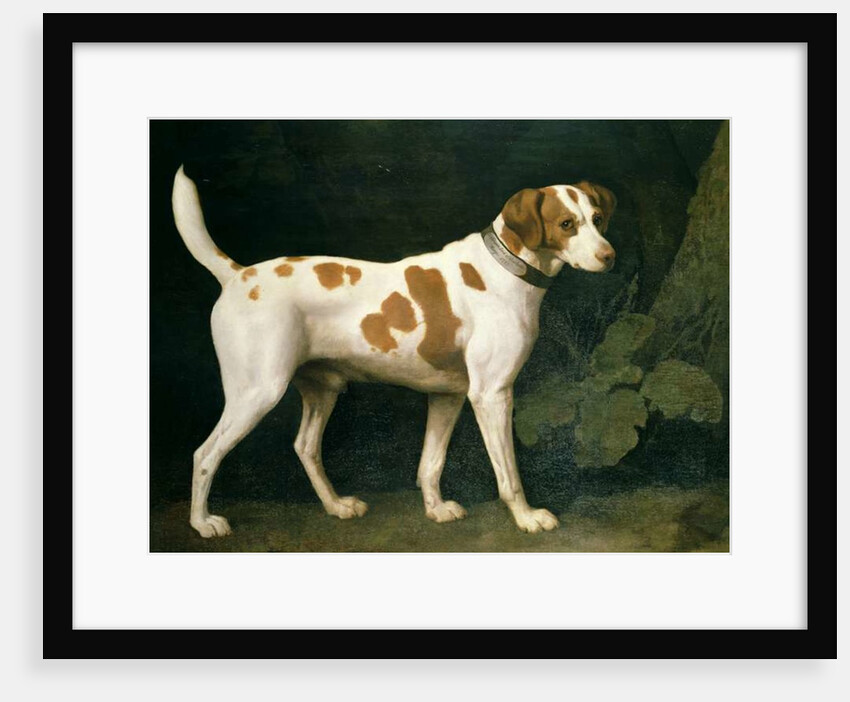 Portrait of a Hound belonging to William Pitt, 1st Earl of Chatham, 1788 by George Stubbs