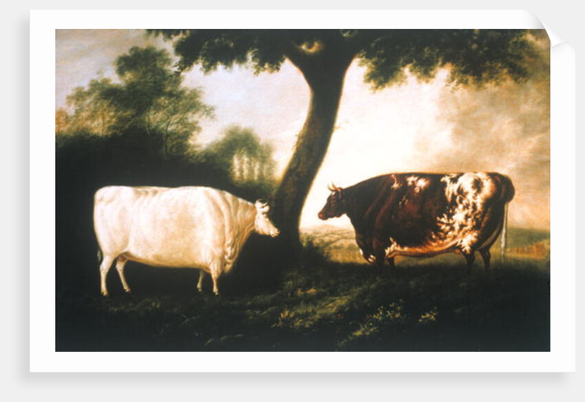 Two Shorthorn Cattle, 1806 by Thomas Harrington Wilson