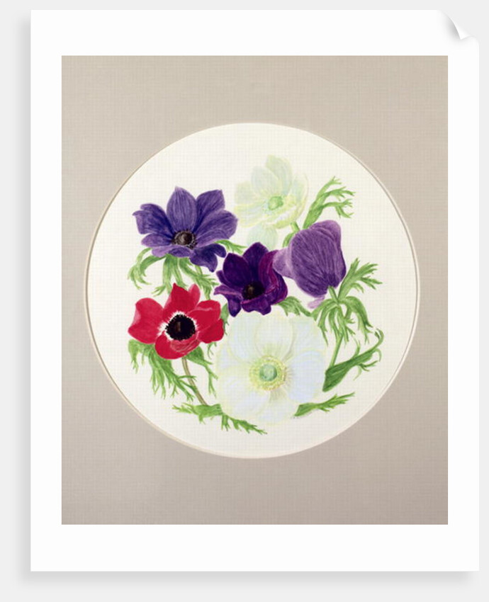 Anemones by Frances Buckland