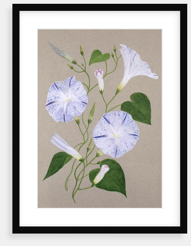 Convolvulus Cneorum by Frances Buckland