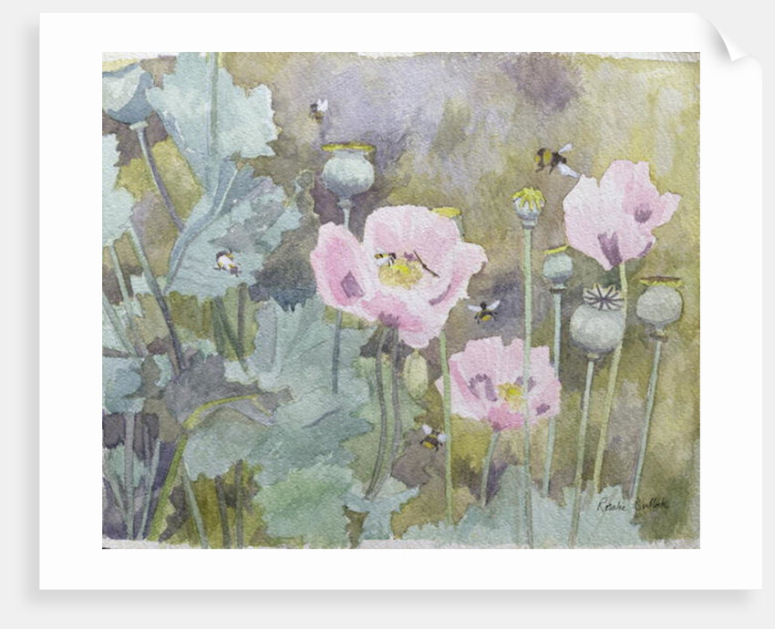 Pink poppies with bees by Rosalie Bullock