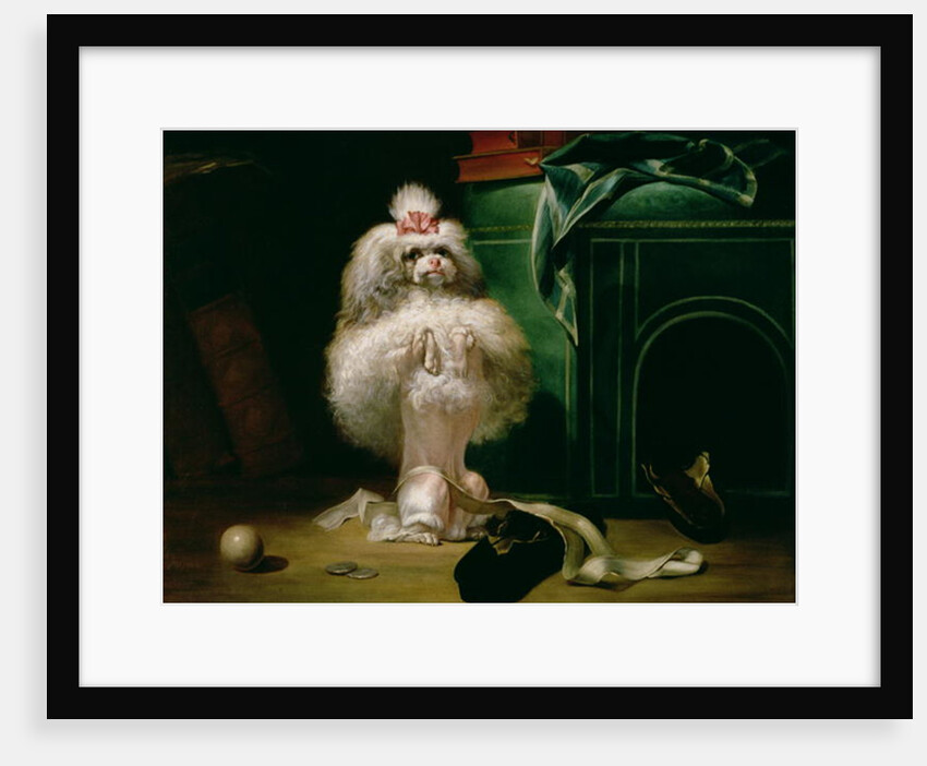 A Dog of the Havannah Breed, 1768 by Jean Jacques Bachelier