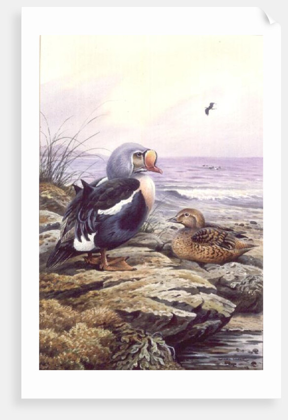 King Eider by Carl Donner