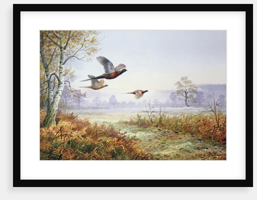 Pheasants in Flight by Carl Donner