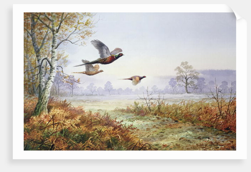 Pheasants in Flight by Carl Donner