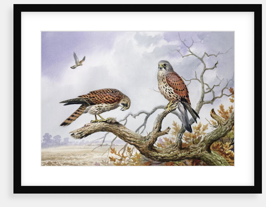 Pair of Kestrels by Carl Donner
